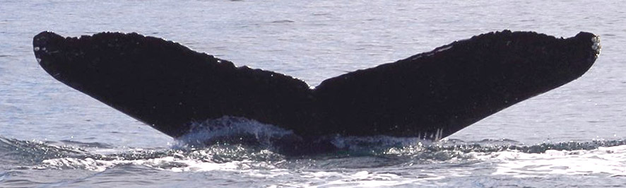 Fluke of Swiftsure (Juan de Fuca)