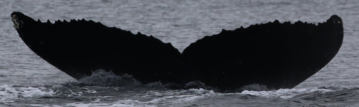 Fluke of Nox (Juan de Fuca)