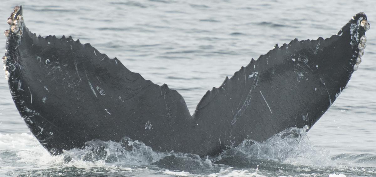 Fluke of CRC-17443