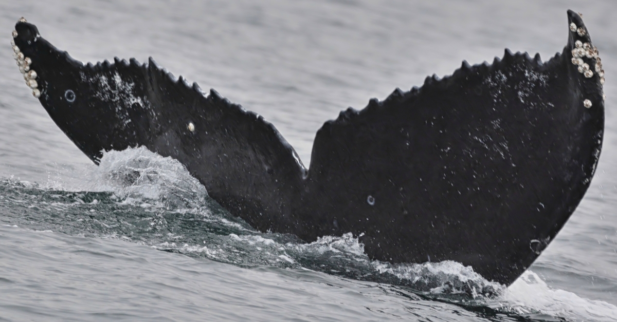 Fluke of Atria (Salish Sea)