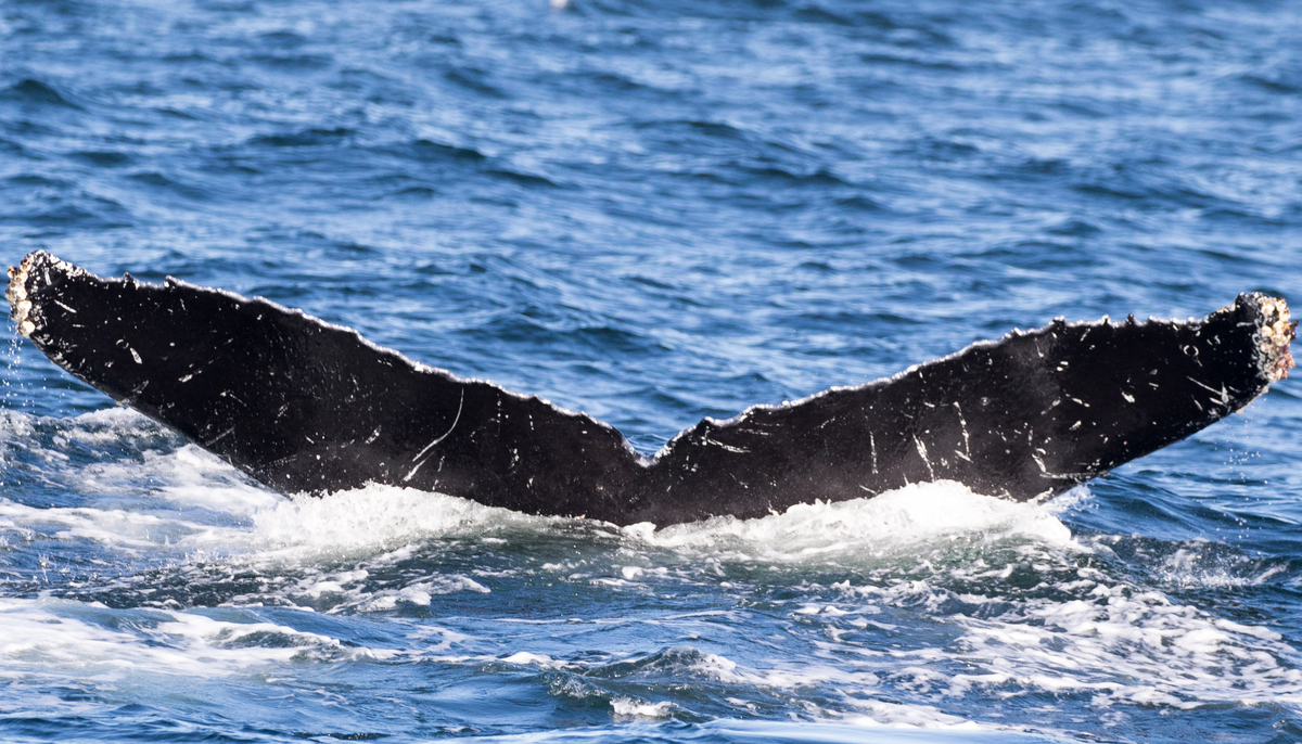 Fluke of CRC-11263