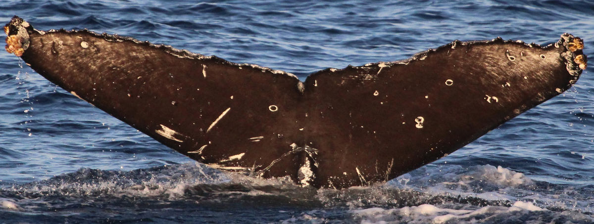 Fluke of CRC-17452