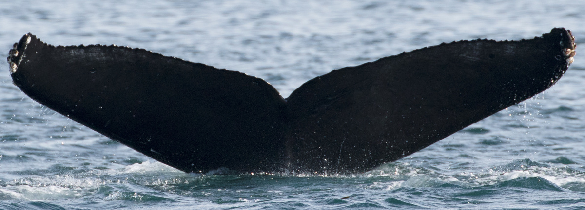 Fluke of CRC-17453