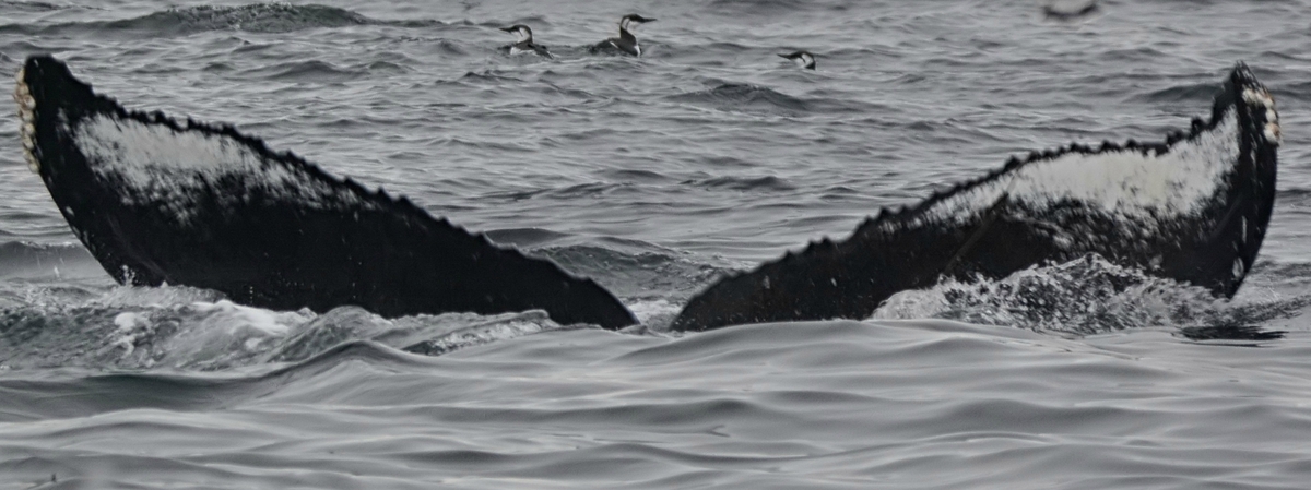 Fluke of CRC-17462