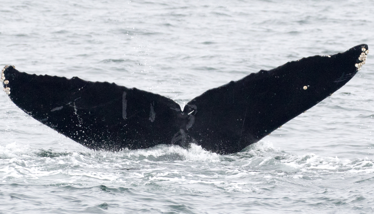 Fluke of CRC-17463