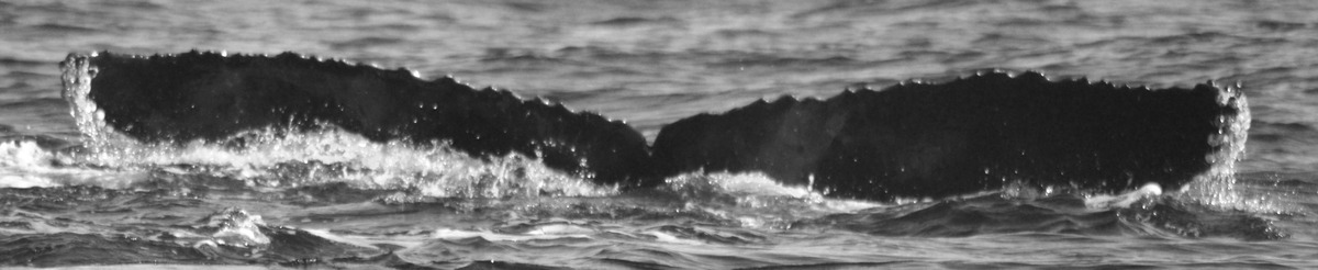 Fluke of CRC-17464