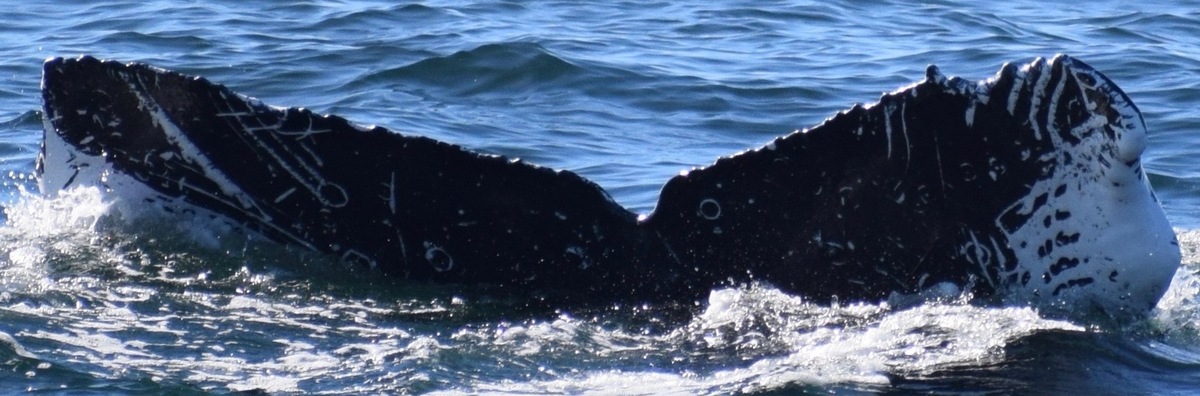 Fluke of CRC-17470