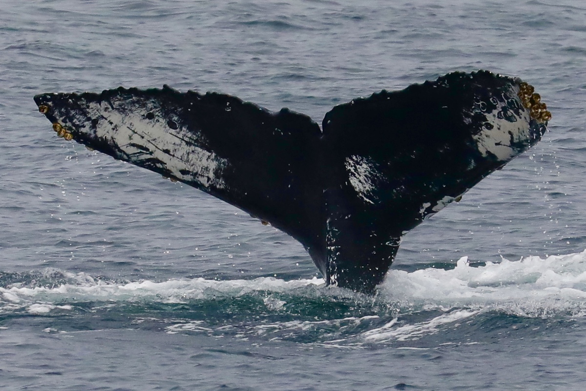 Fluke of CRC-17482