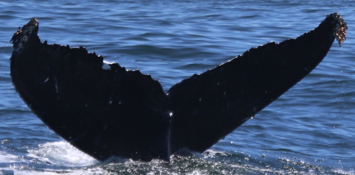 Fluke of CRC-9049