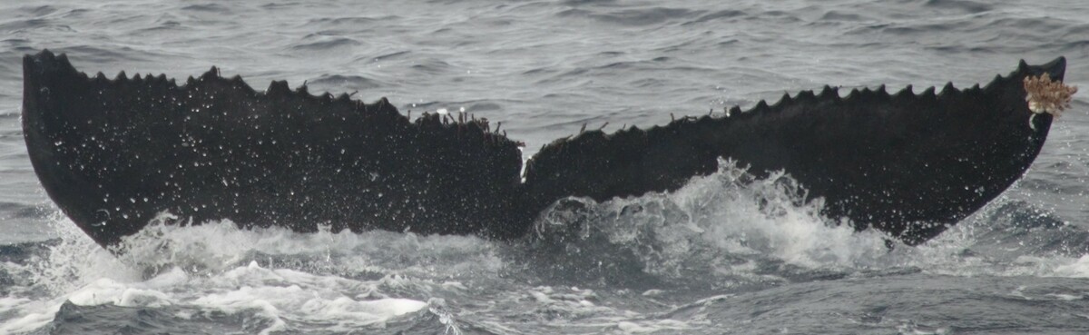 Fluke of CRC-17494