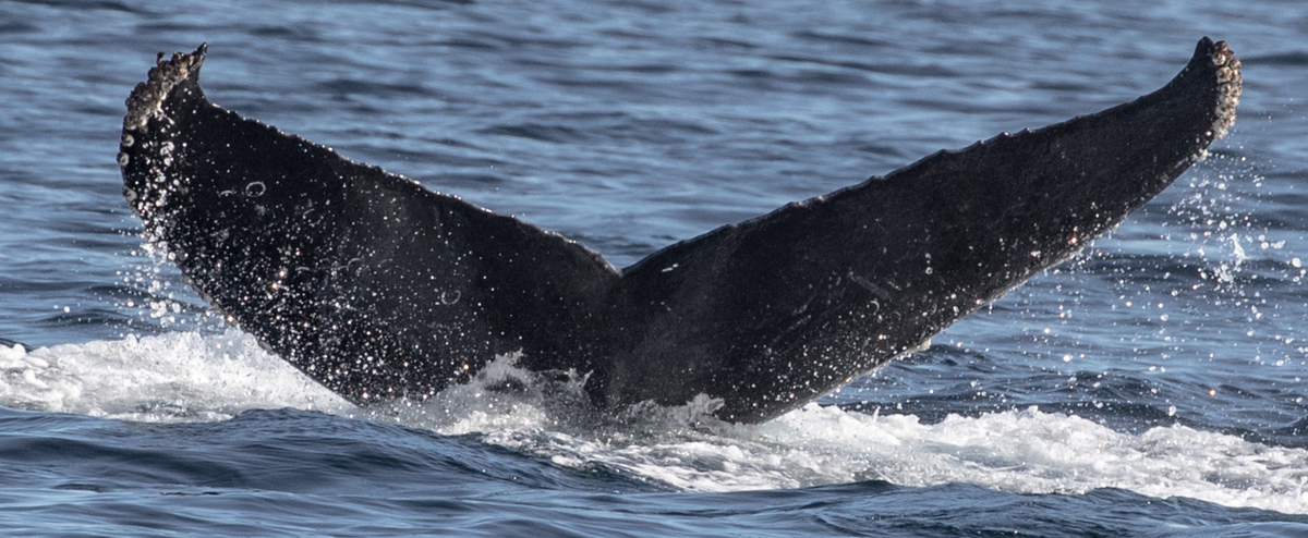 Fluke of CRC-17505