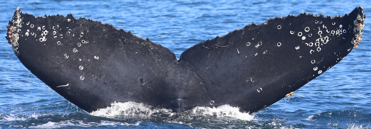 Fluke of CRC-17506