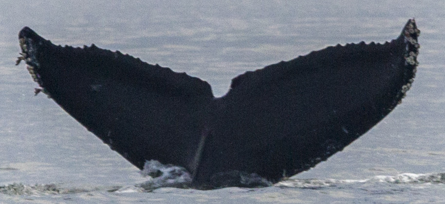 Fluke of CRC-17511