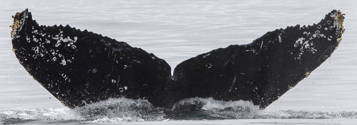 Fluke of CRC-17520