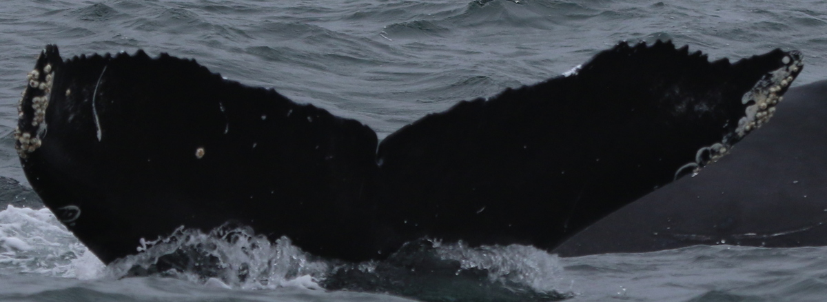 Fluke of CRC-17526