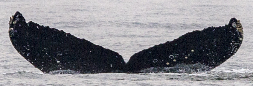Fluke of CRC-17527