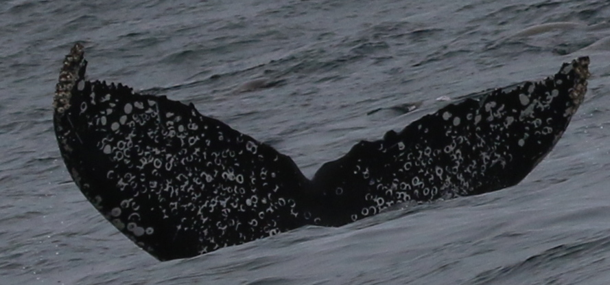Fluke of CRC-17534
