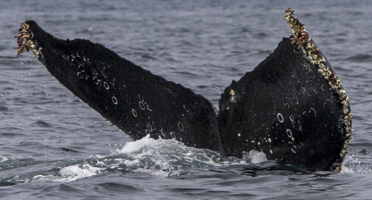 Fluke of CRC-13564