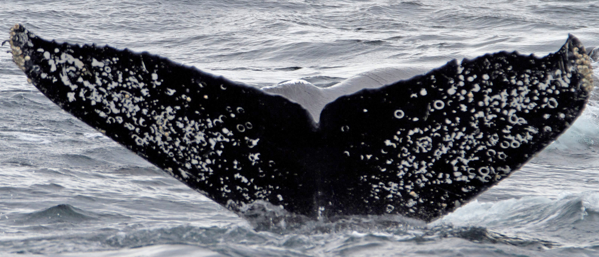 Fluke of CRC-17540