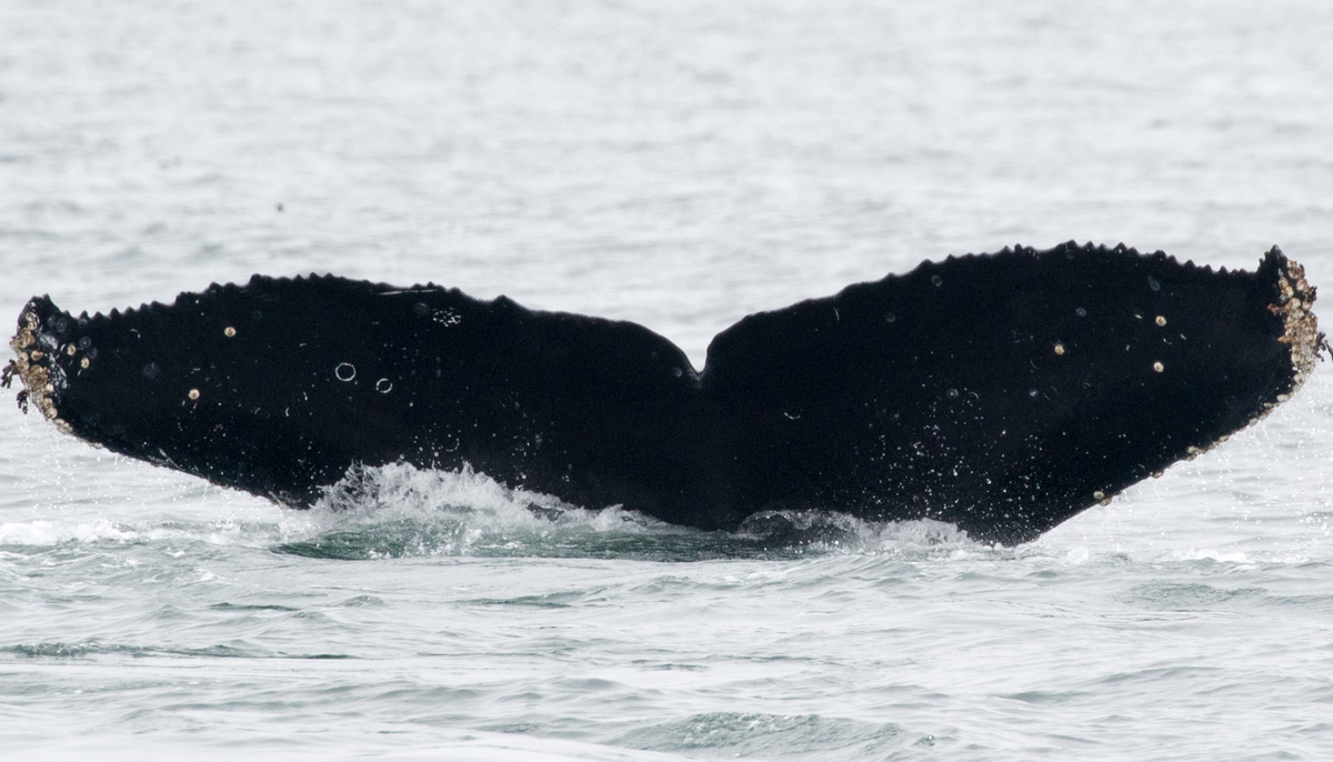 Fluke of Spots (California)