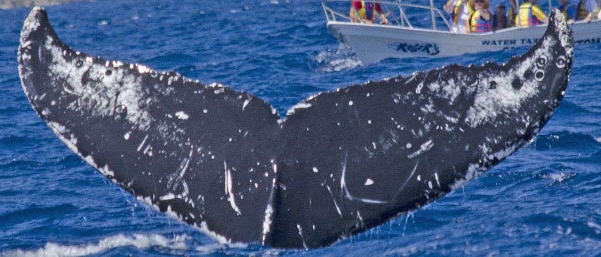 Fluke of CRC-15340