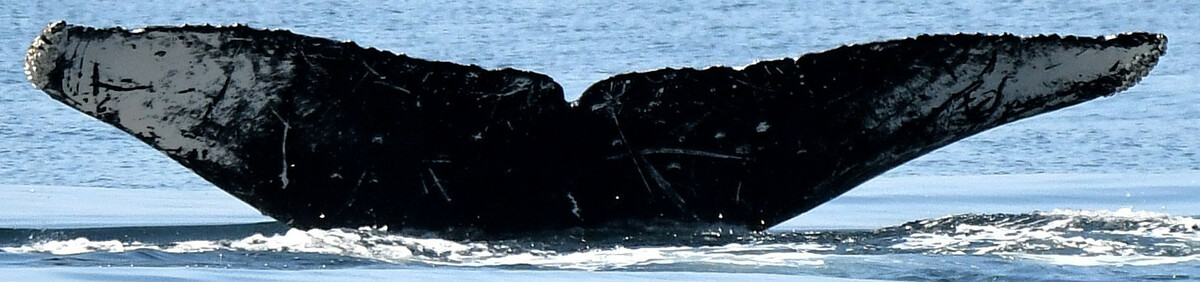Fluke of Titan (Salish Sea)