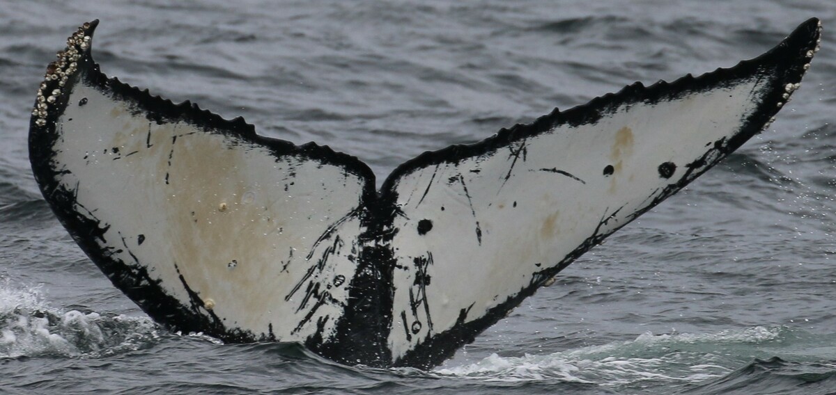 Fluke of Whiplash (Salish Sea)