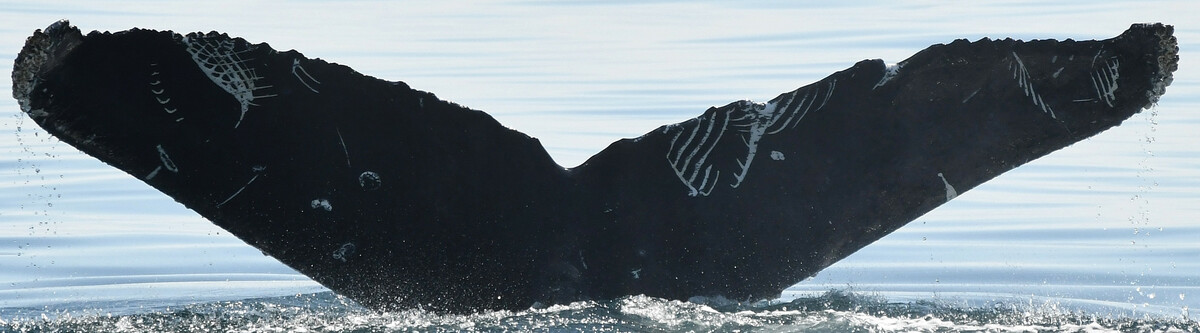Fluke of Scuttle (Salish Sea)