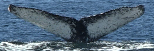 Fluke of Jackson (British Columbia)