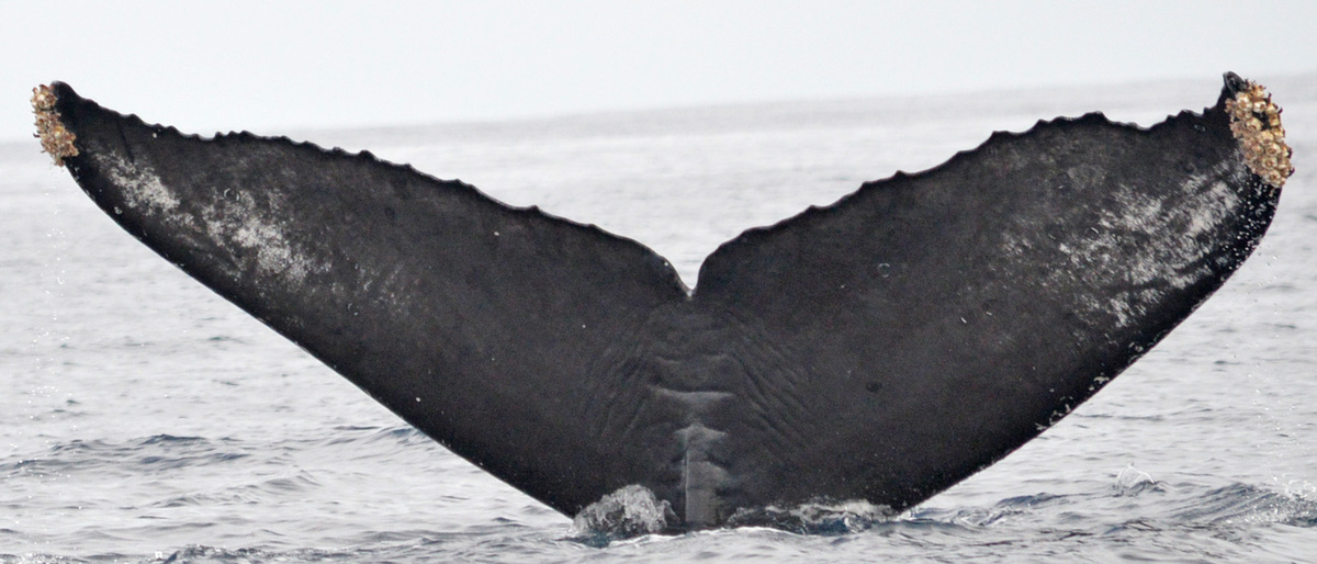 Fluke of CRC-12337