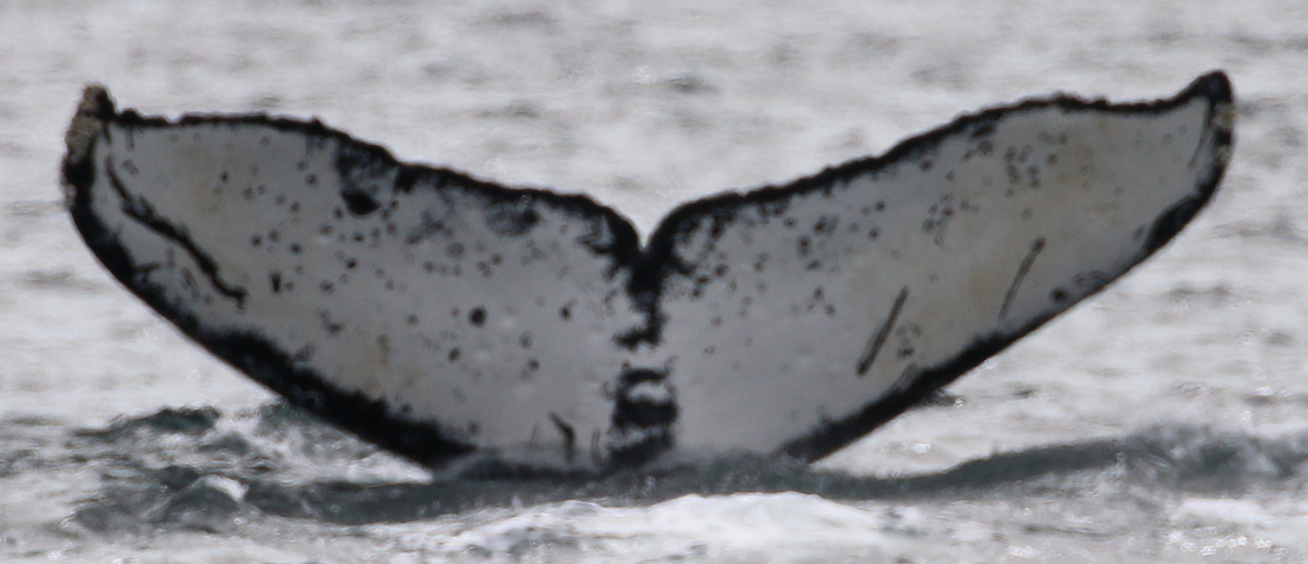 Fluke of CRC-17713