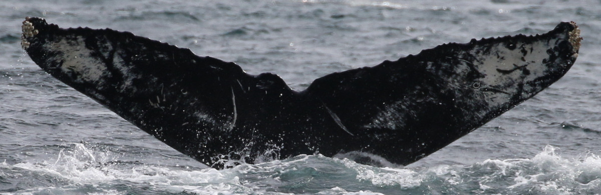 Fluke of Wiley (Salish Sea)