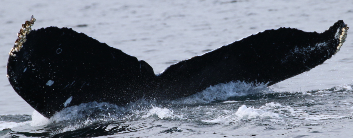 Fluke of Volta (Salish Sea)
