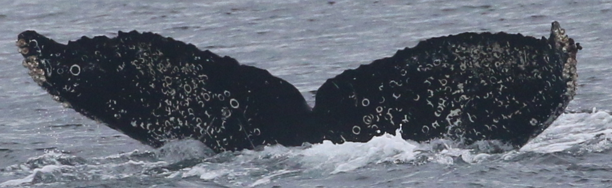 Fluke of Ion (Salish Sea)