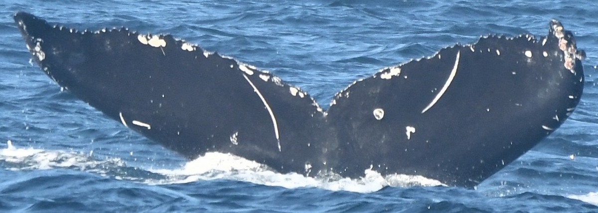 Fluke of Gretzky (Salish Sea)