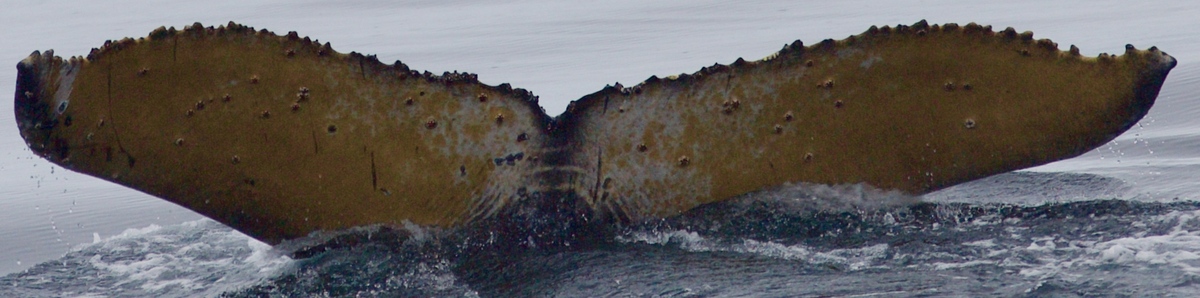 Fluke of HW-MN1301548