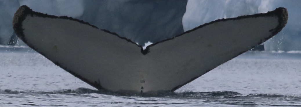 Fluke of HW-MN1301553