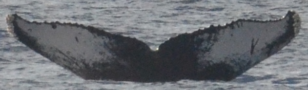 Fluke of Bitey (Juneau)
