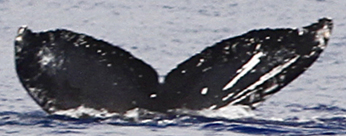 Fluke of Cassini (Hawaii)