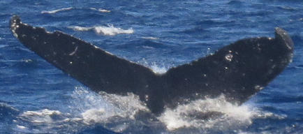 Fluke of SEAK-2118