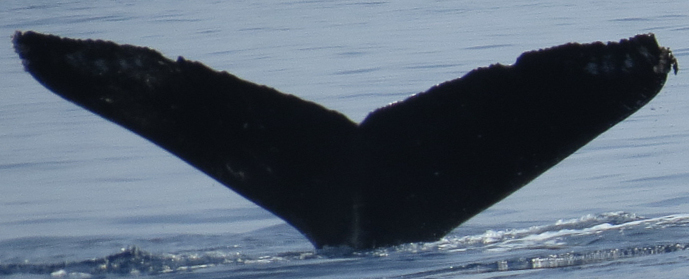Fluke of SEAK-5571