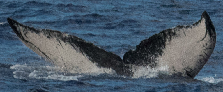 Fluke of HW-MN0441043