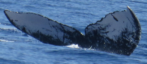 Fluke of HW-MN0441046