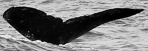 Fluke of HW-MN0441051