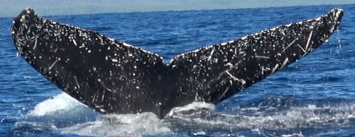Fluke of HW-MN0441053