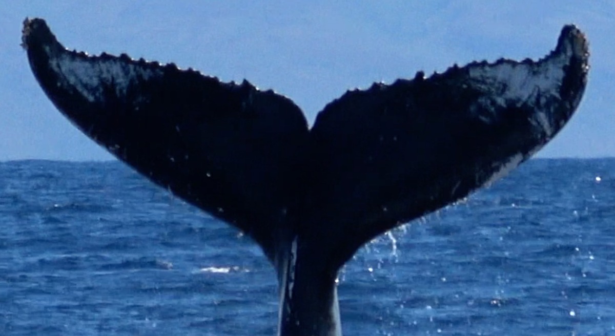 Fluke of HW-MN0441055