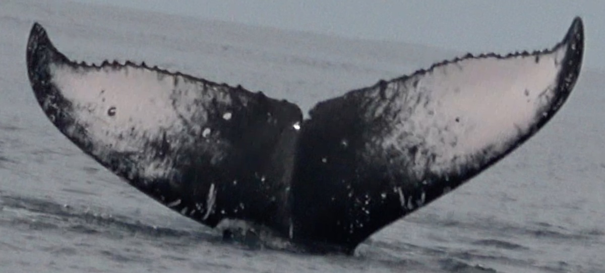 Fluke of HW-MN0441056