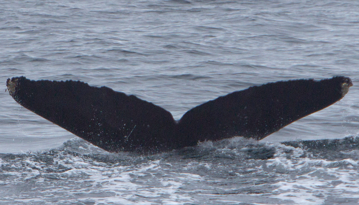 Fluke of AHWC-7420