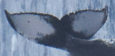 Fluke of HW-MN0441061
