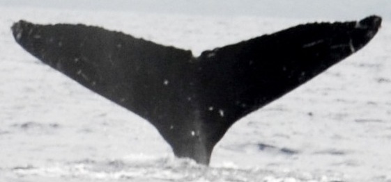 Fluke of HW-MN0441062